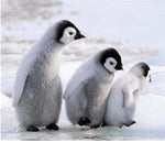 Three Lovely Penguins Diamond Painting Kit - DIY