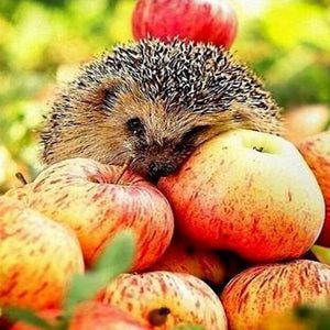 Apple Hedgehog Diamond Painting Kit - DIY