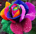 Rainbow Rose Diamond Painting Kit - DIY