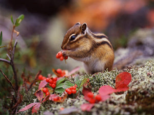 Chipmunk Cute Diamond Painting Kit - DIY