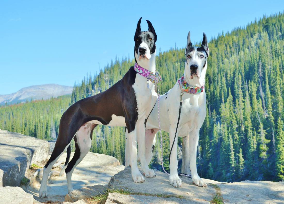 Great Dane Love Diamond Painting Kit - DIY