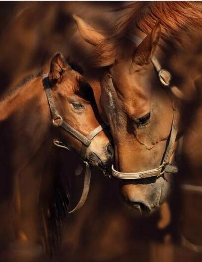 Diamond Painting - Horses Couple